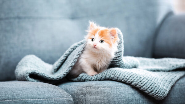 Wallpaper Desktop, Blur, Background, Mobile, Ash, Woolen, Knitted, Sitting, Under, White, Cloth, Couch, Cute, Cat, Brown, Kitten