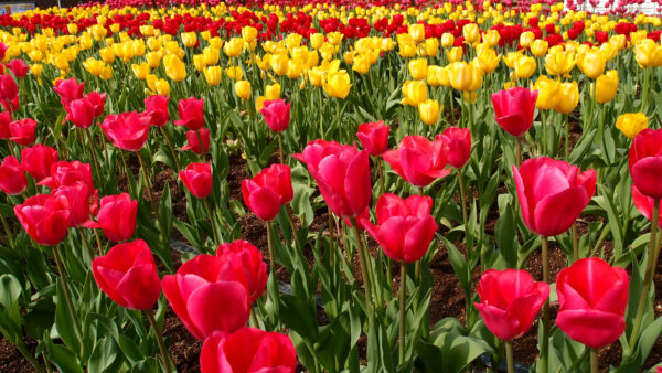 Wallpaper Yellow, Red, Desktop, Mobile, Spring, Flowers, Background, Pink