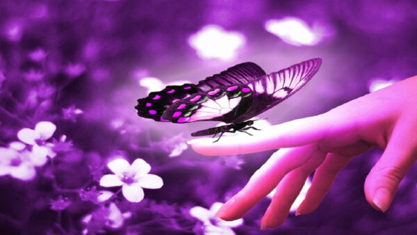 Wallpaper Flowers, Butterfly, With, Butterly, Finger, And, Standing, White, Background, Purple, Desktop