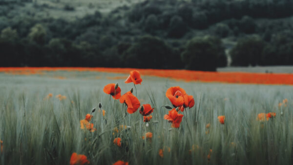 Wallpaper Poppy, Background, Orange, Trees, Desktop, Flowers, Field, Green