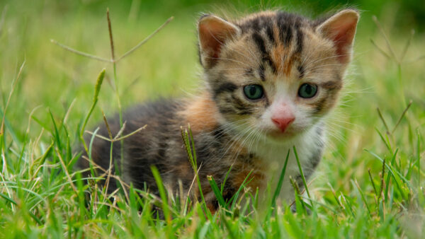 Wallpaper Black, Green, Desktop, Background, Kitten, Brown, Blur, Grass, Standing