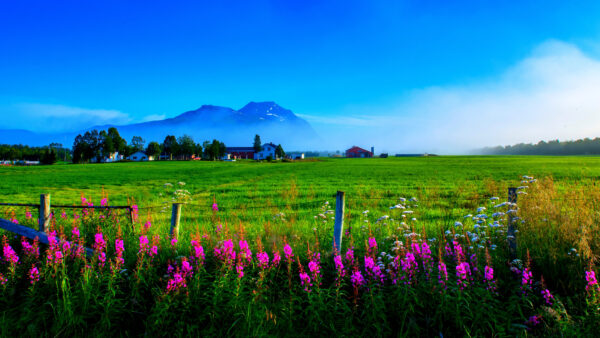 Wallpaper Scenery, Mobile, Blue, Pink, View, Desktop, Plants, Closeup, Green, Field, Sky, Grass, Flowers, Background