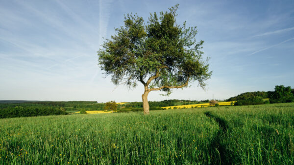 Wallpaper Nature, Closeup, Green, Grass, Bushes, And, Desktop, Blue, Under, Tree, Sky, Field, Mobile, View