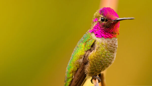 Wallpaper Beak, Long, Birds, Blur, Male, Hummingbird, Background, Bird, Pink, Green, Annas