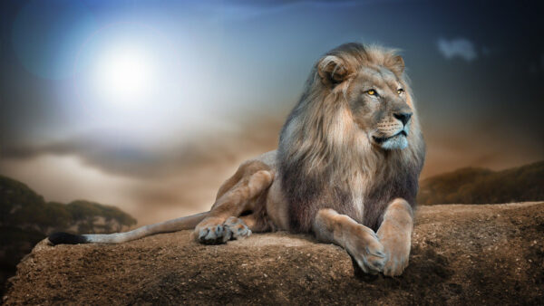 Wallpaper Yellow, Rock, Sitting, Sky, Background, Blue, Fur, Eyes, Lion