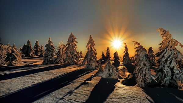 Wallpaper Landscape, Winter, During, Trees, Snow, Shadow, With, Covered, Sunrise