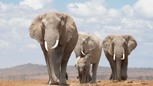 Wallpaper White, Calf, Elephant, Mobile, Standing, Are, Elephants, Sky, Background, Blue, Clouds, Desktop