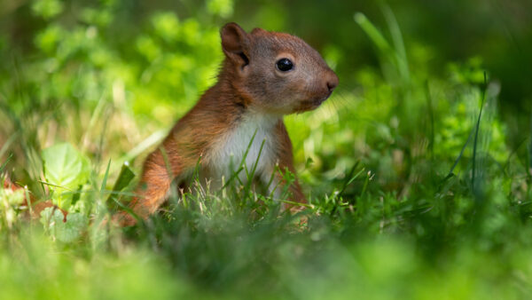 Wallpaper Desktop, Grass, Green, Squirrel