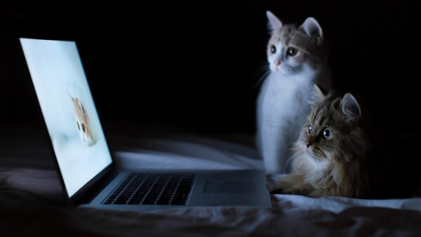 Wallpaper Cat, Desktop, Laptop, Seeing, Cats
