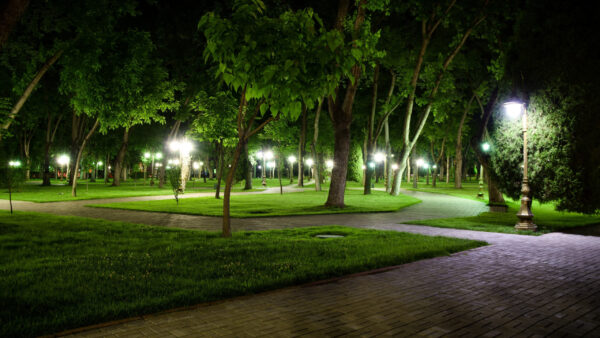 Wallpaper Between, Nature, Trees, White, Grass, Lights, Stone, Green, Path