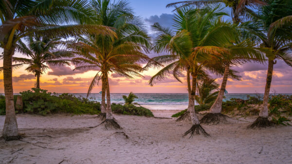 Wallpaper Background, Under, During, Palm, Blue, Ocean, Bushes, Beach, Waves, Desktop, Nature, Mobile, Sand, Sunset, Sky, Trees