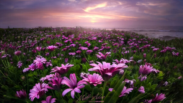 Wallpaper Purple, Background, Clouds, Beautiful, Grass, White, Under, Field, Plants, Ocean, Waves, Sky, Blue, Green, Flowers