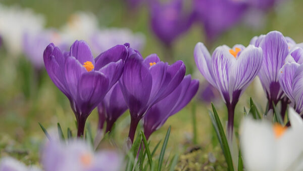 Wallpaper Spring, Flowers, Purple, Crocus