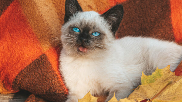 Wallpaper Cat, Blue, Desktop, Animals, Eyes