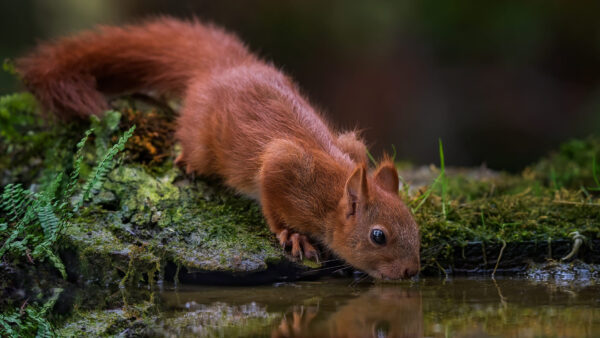 Wallpaper Water, Brown, Squirrel, Drinking, Desktop