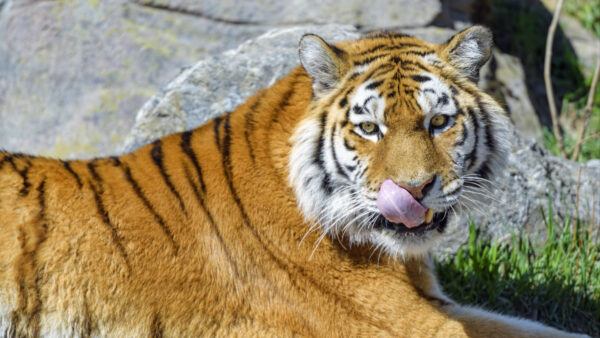 Wallpaper Out, Rock, Background, Tongue, With, Sitting, Tiger