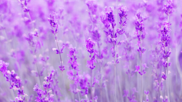 Wallpaper Lavender, Flowers, Purple, Field, Blur, Background