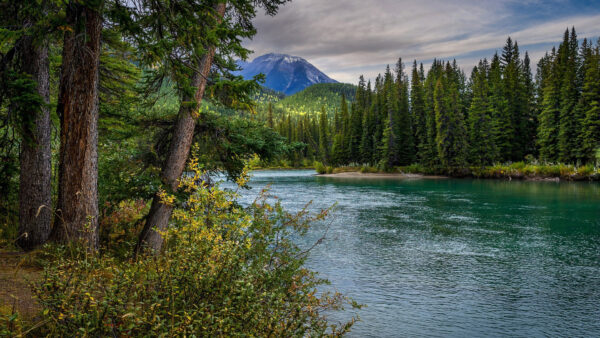 Wallpaper Forest, View, Trees, And, Between, Bushes, Nature, Mountain, River, Landscape, Peak