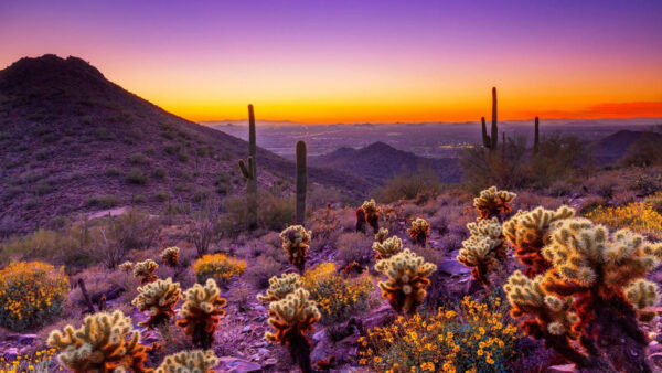 Wallpaper Purple, Beautiful, Cactus, Plants, Background, Nature, Flowers, Mountains, Sky, Yellow, Silhouette