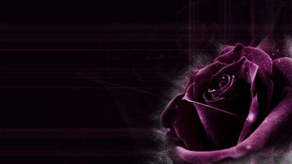 Wallpaper Desktop, Rose, Dark, Purple