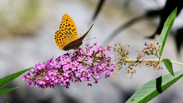 Wallpaper Background, Dots, Desktop, Purple, Brown, Blur, Butterfly, Flowers, White, Yellow