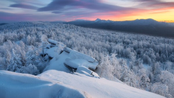 Wallpaper Spruce, Frozen, During, Winter, Scenery, Trees, Sunset