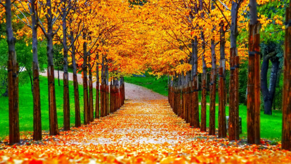 Wallpaper Grass, Leaves, Autumn, Field, Trees, Green, Path, Yellow