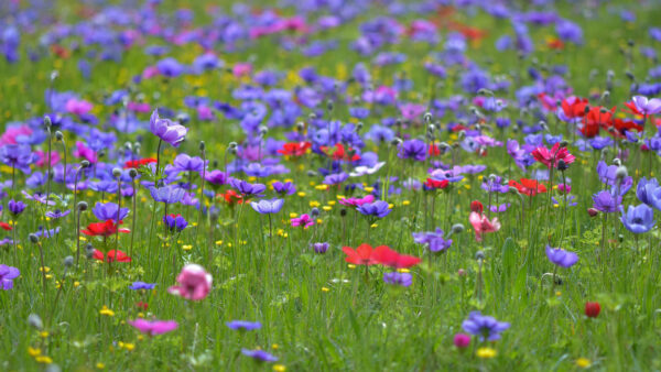 Wallpaper Yellow, Lavender, Flowers, Field, Red, Grass, Green