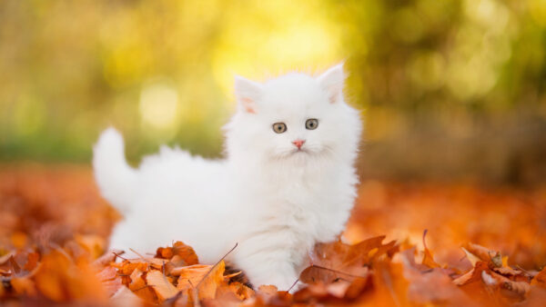 Wallpaper Stare, White, Blur, Leaves, Standing, Cat, Desktop, Look, Mobile, Bokeh, With, Background, Kitten, Dry