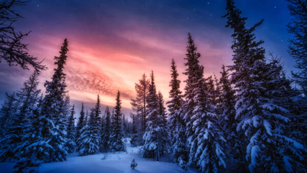 Wallpaper Sunset, Scenery, Background, Beautiful, Winter, During, Trees, Frozen, Spruce