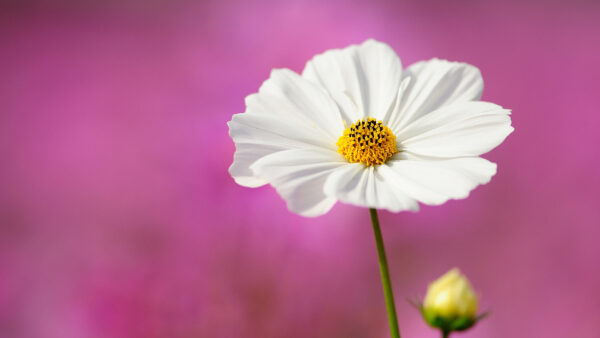 Wallpaper Pink, Cosmos, Flower, Background, White, Flowers