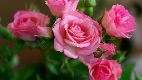 Wallpaper Petals, Pink, Flowers, Buds, Rose, Leaves, Green