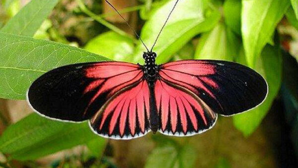 Wallpaper Green, Butterfly, Closeup, Red, Leaf, Black, View