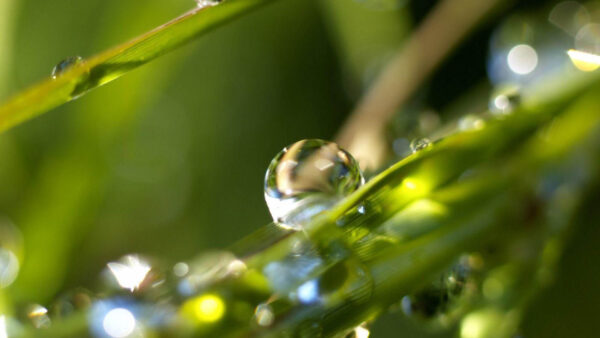 Wallpaper Drops, Grass, Water, Green, Background, Photography, Blur