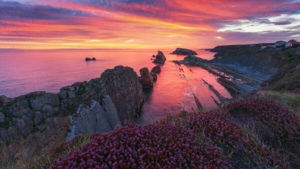 Wallpaper Rock, During, Ocean, Sunset, Purple, Cliff, Flowers, Blue, Under, Coast, Sky