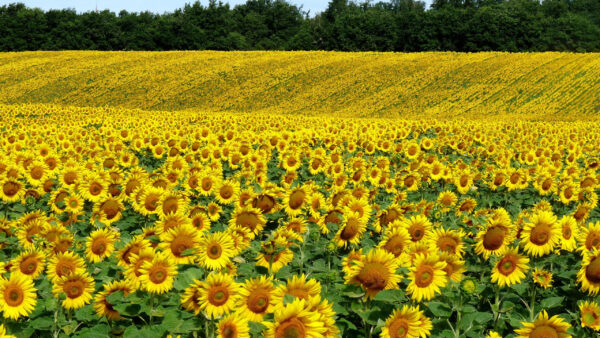 Wallpaper Landscape, Background, Green, Slope, Sunflower, Trees, View, Forest, Sunflowers, Field