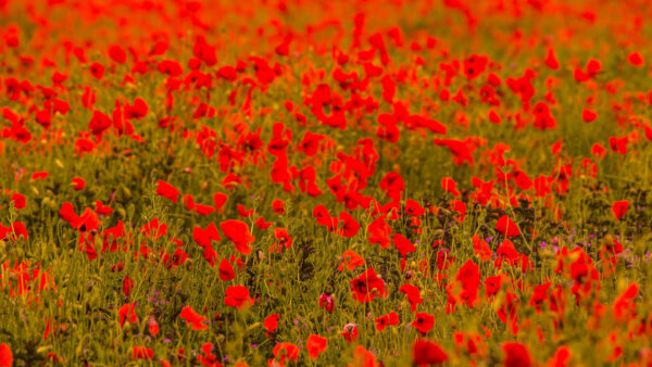 Wallpaper Background, Common, Field, Blur, Red, Plants, Flowers, Poppy