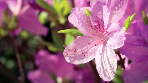 Wallpaper Background, Drops, Water, Blur, With, Flowers, Pink, Rhododendron