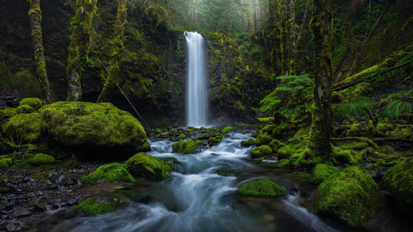 Wallpaper Stream, Algae, Waterfall, Background, Forest, Covered, Nature, Beautiful, Scenery, Rocks