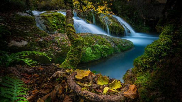 Wallpaper Tree, Nature, River, Rocks, Trees, Algae, Colorful, Leaves, Trunk, Waterfalls, Autumn, Covered