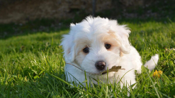 Wallpaper White, Puppy, Green, Dog, Grass