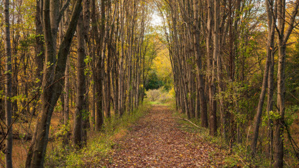 Wallpaper Forest, With, Path, Between, Green, Trees, Dry, Leaves, Nature