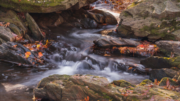 Wallpaper Covered, Leaves, River, Fallen, Nature, Stream, Algae, Autumn, Rocks, Water