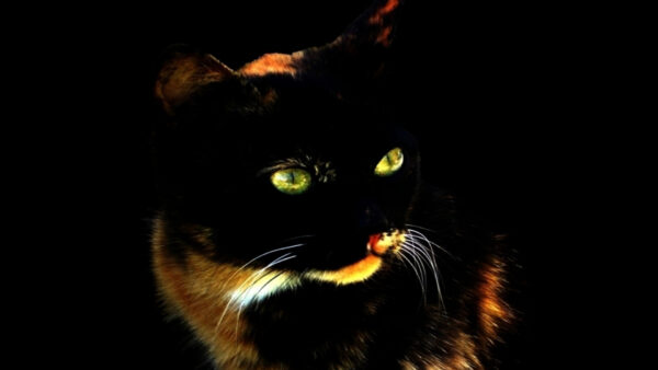 Wallpaper Black, Brown, Cat, Green, Cute, Eyes