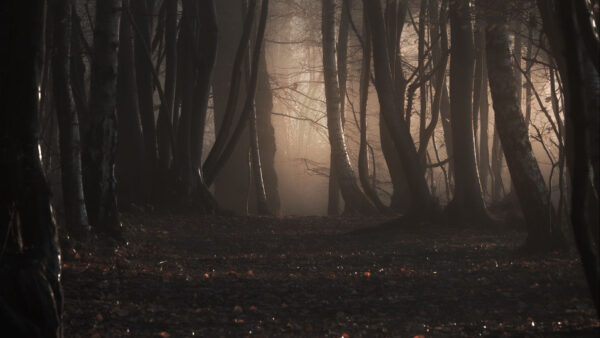Wallpaper With, Leaves, Nature, Fog, Dry, Background, Forest, Trees