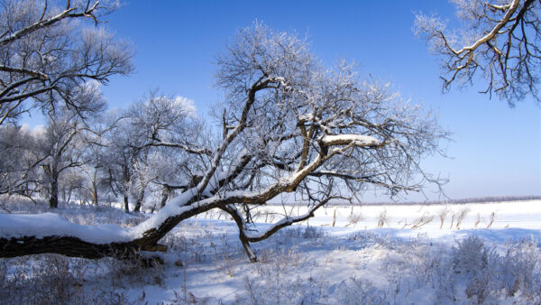 Wallpaper Blue, Branches, Under, Winter, Sunny, During, Snow, Covered, Sky, Slanting, Day, Trees