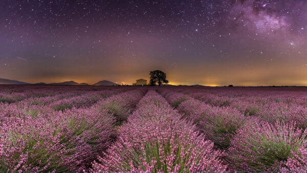 Wallpaper Lavender, Flowers, Field, Under, Time, During, Starry, Sky, Evening