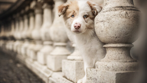 Wallpaper Puppy, Background, Shepherd, Blur, Dog, Australian, Standing