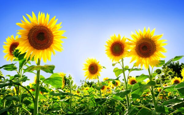 Wallpaper Gorgeous, Sunflowers