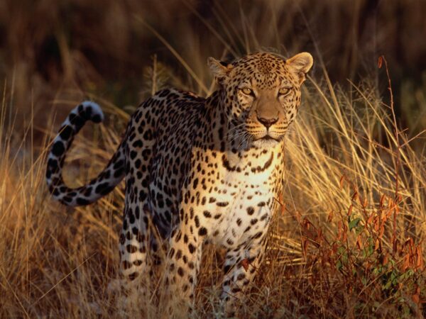 Wallpaper Leopard, Focus, Intense